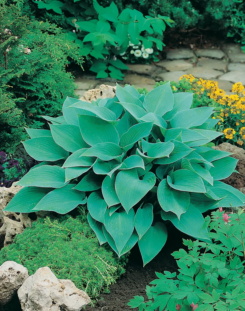 Hosta (Tardiana-Gr.) 'Halcyon', 3-pack