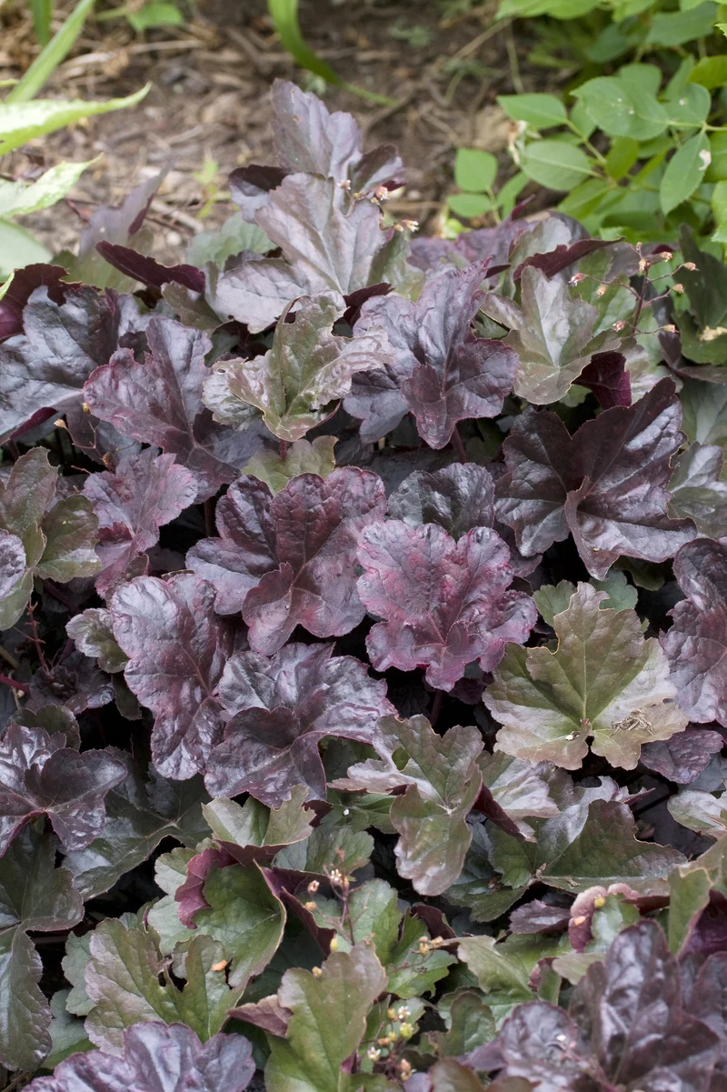 Heuchera 'Obsidian', 3-pack