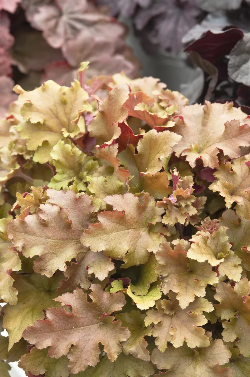 Heuchera 'Marmalade', 6-pack