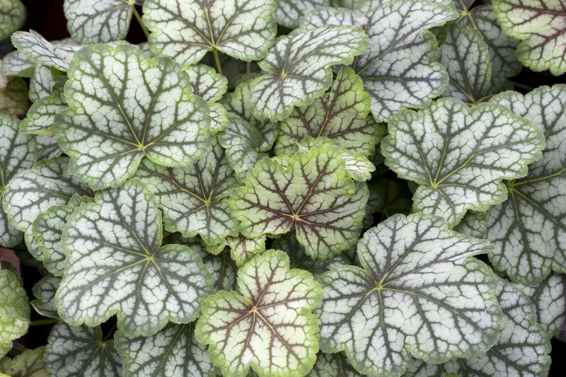 Heuchera 'Green Spice', 3-pack