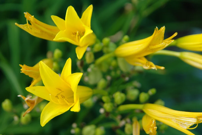 Hemerocallis citrina, 6-pack