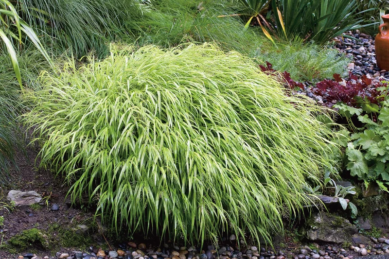 Hakonechloa macra, 3-pack