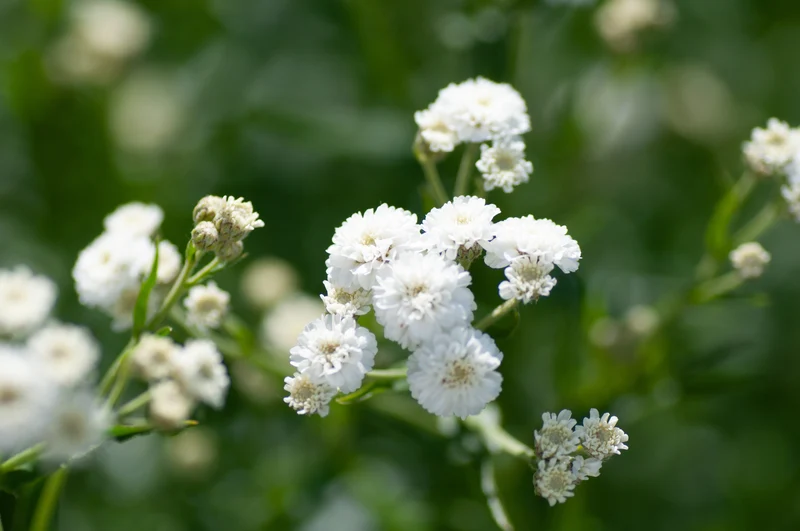 Gypsophila paniculata, 15-pack