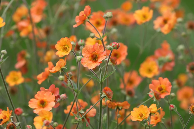 Geum 'Totally Tangerine', 15-pack