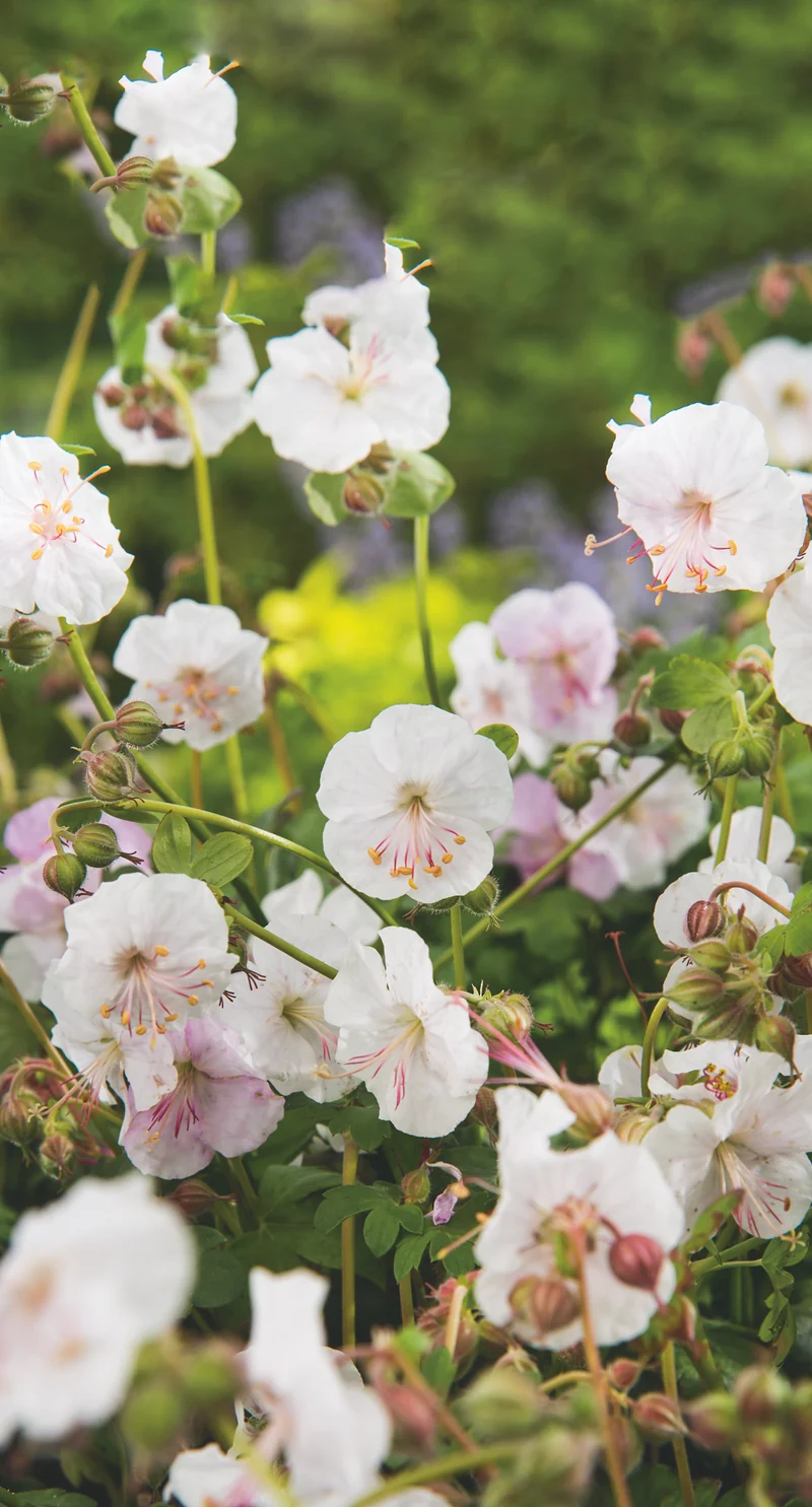Geranium x cantabrigiense 'St Ola', 15-pack