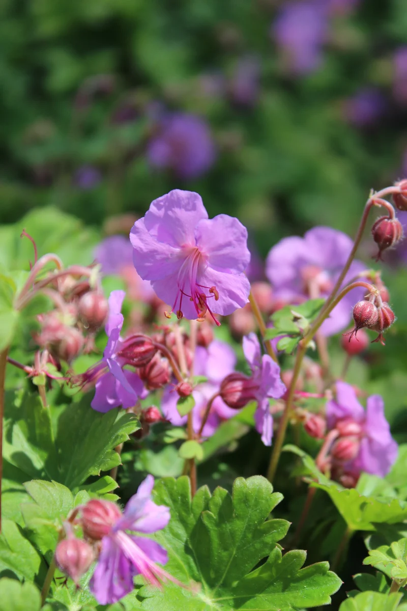 Geranium x cantabrigiense 'Karmina', 15-pack