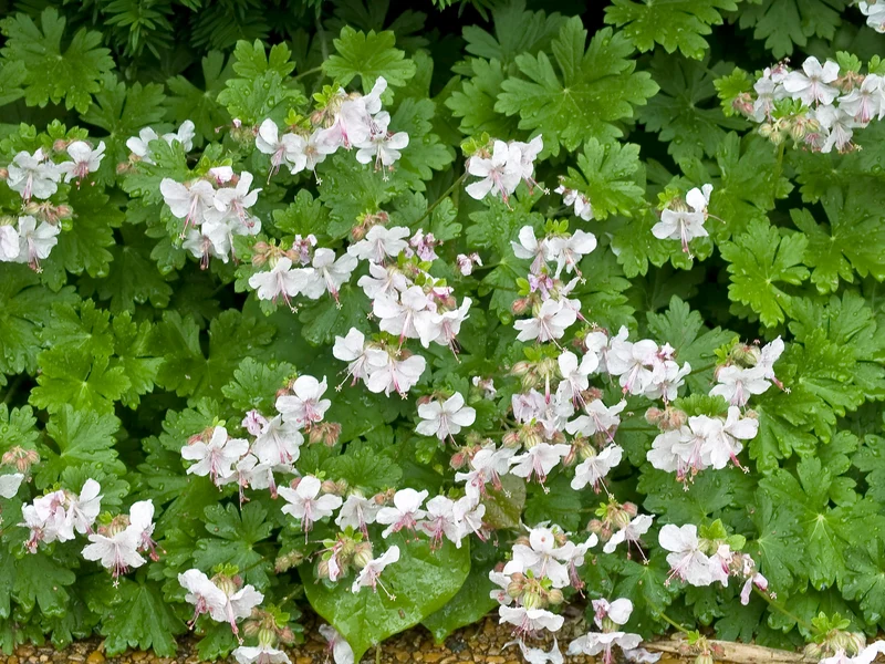 Geranium x cantabrigiense 'Biokovo', 15-pack