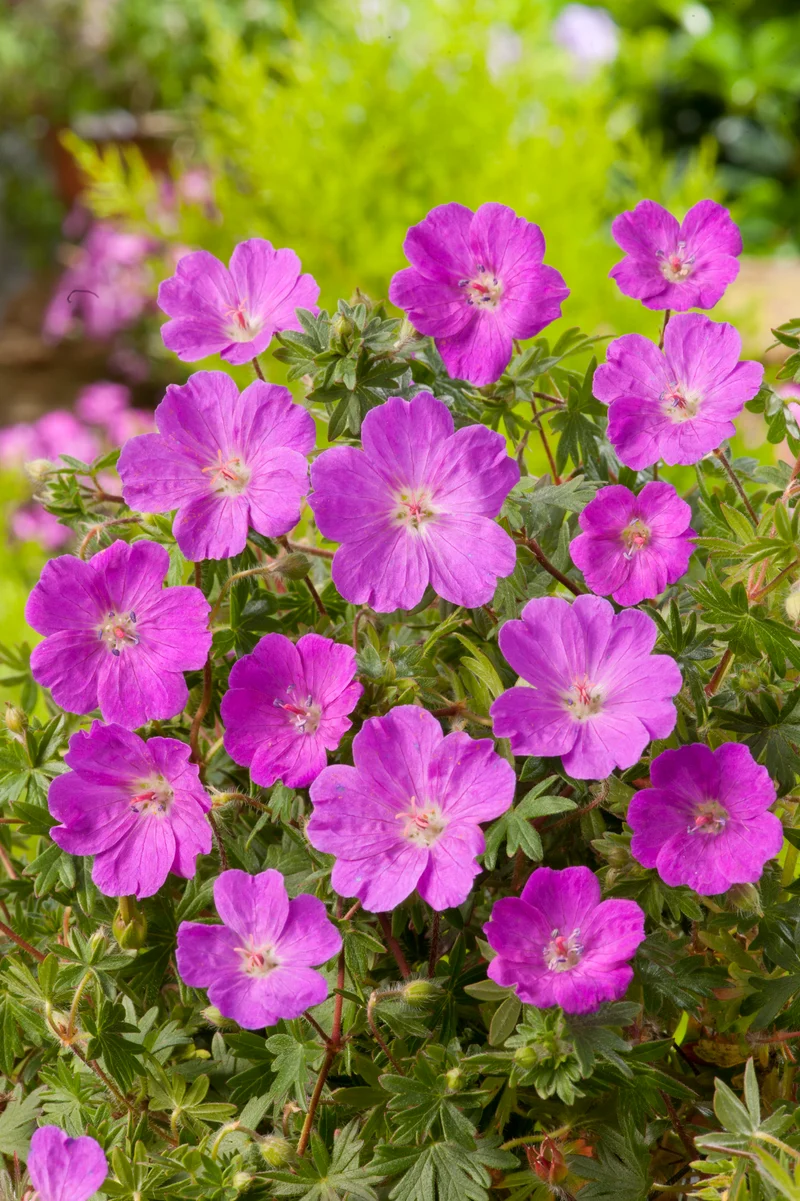 Geranium sanguineum 'Max Frei', 15-pack