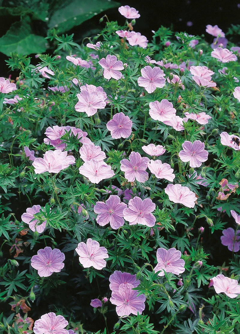 Geranium sanguineum 'Apfelbl?te', 15-pack