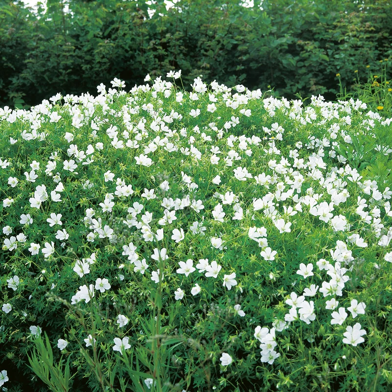 Geranium sanguineum 'Album', 6-pack
