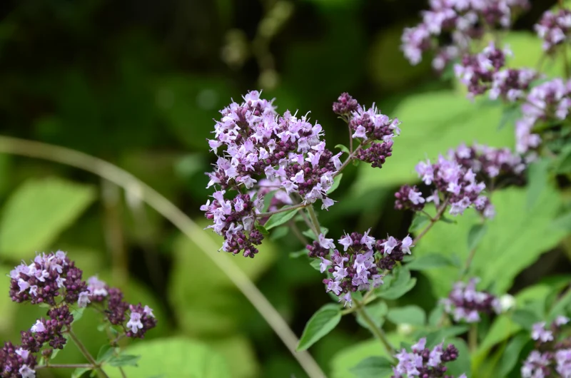 Origanum vulgare, 15-pack