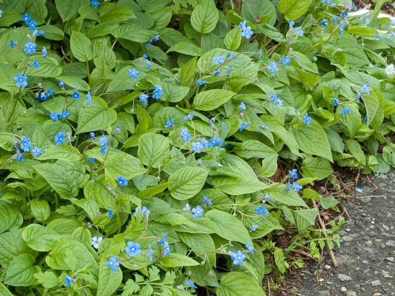 Omphalodes verna, 15-pack