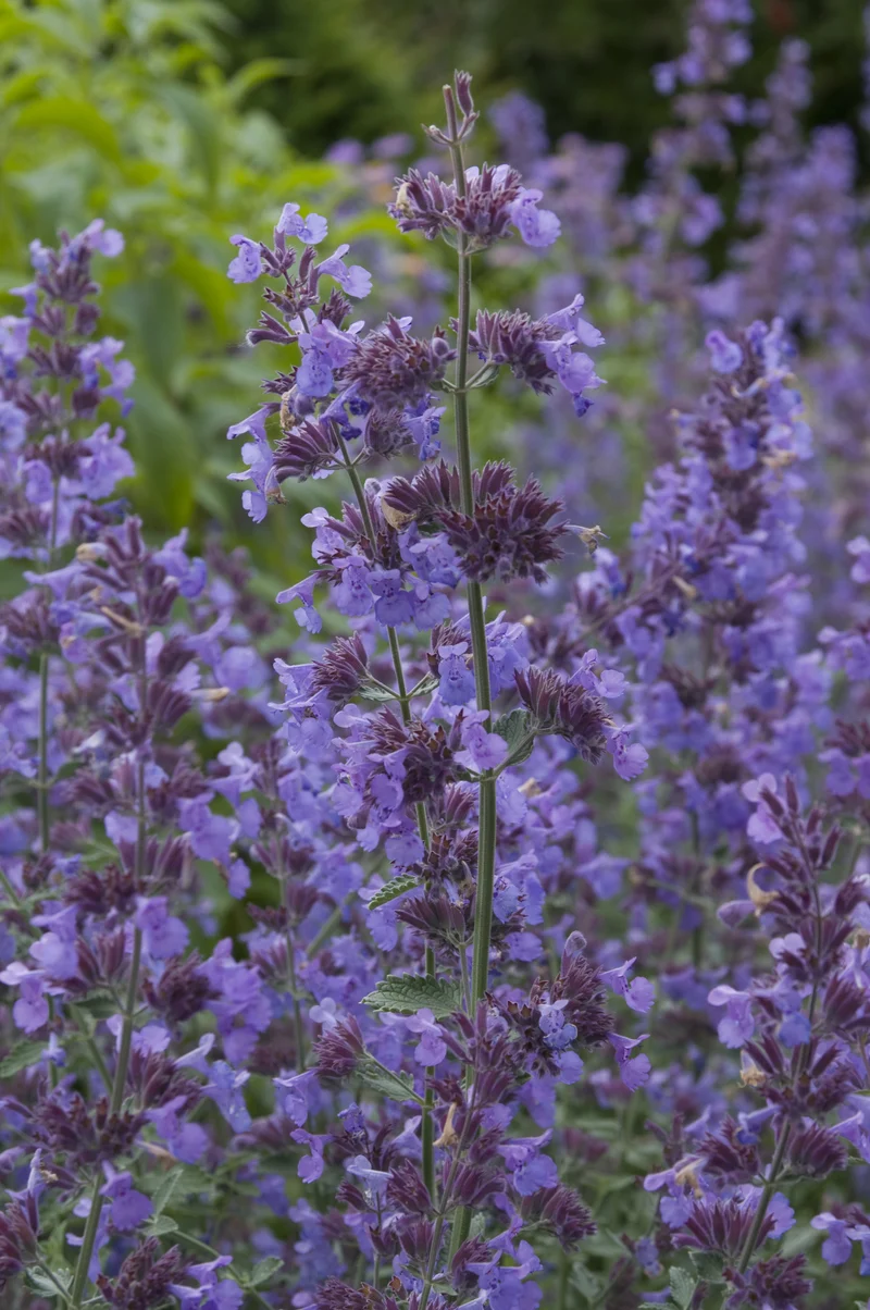 Nepeta x faassenii 'Walker's Low', 15-pack