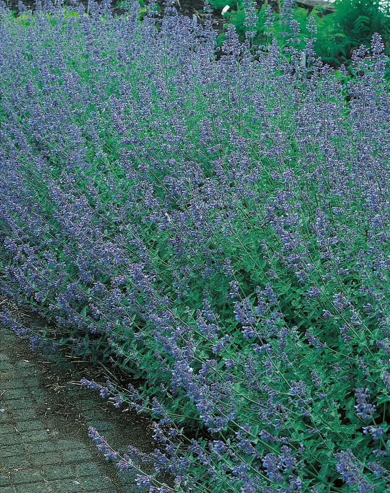 Nepeta x faassenii 'Six Hills Giant', 15-pack