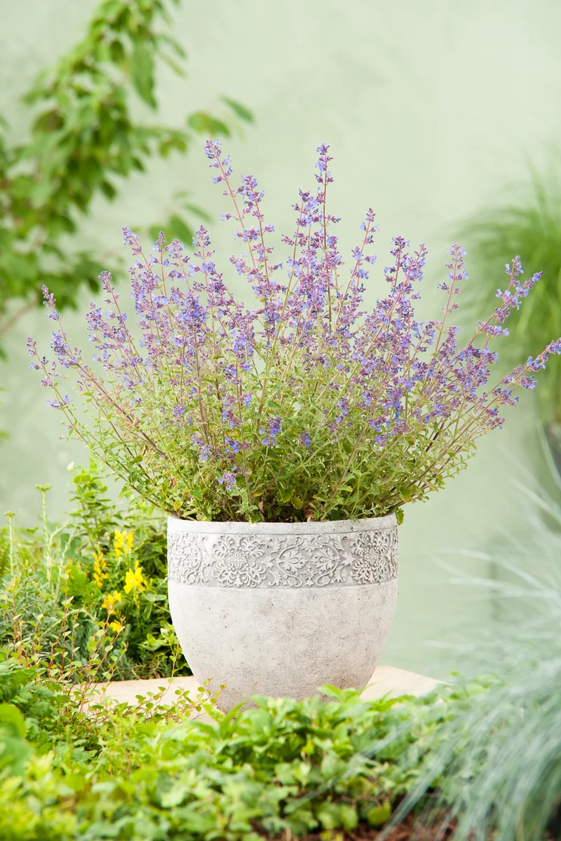 Nepeta x faassenii 'Kit Cat', 15-pack