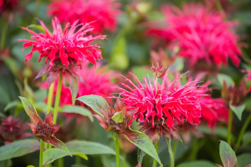 Monarda 'Bee-Happy', 6-pack