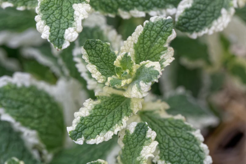 Mentha suaveolens 'Variegata', 15-pack