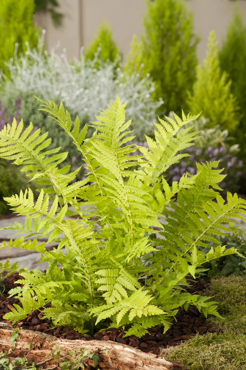 Matteuccia struthiopteris, 3-pack