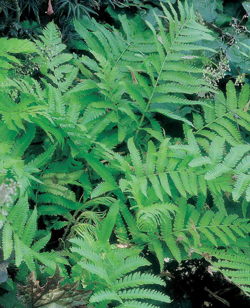 Matteuccia orientalis, 6-pack