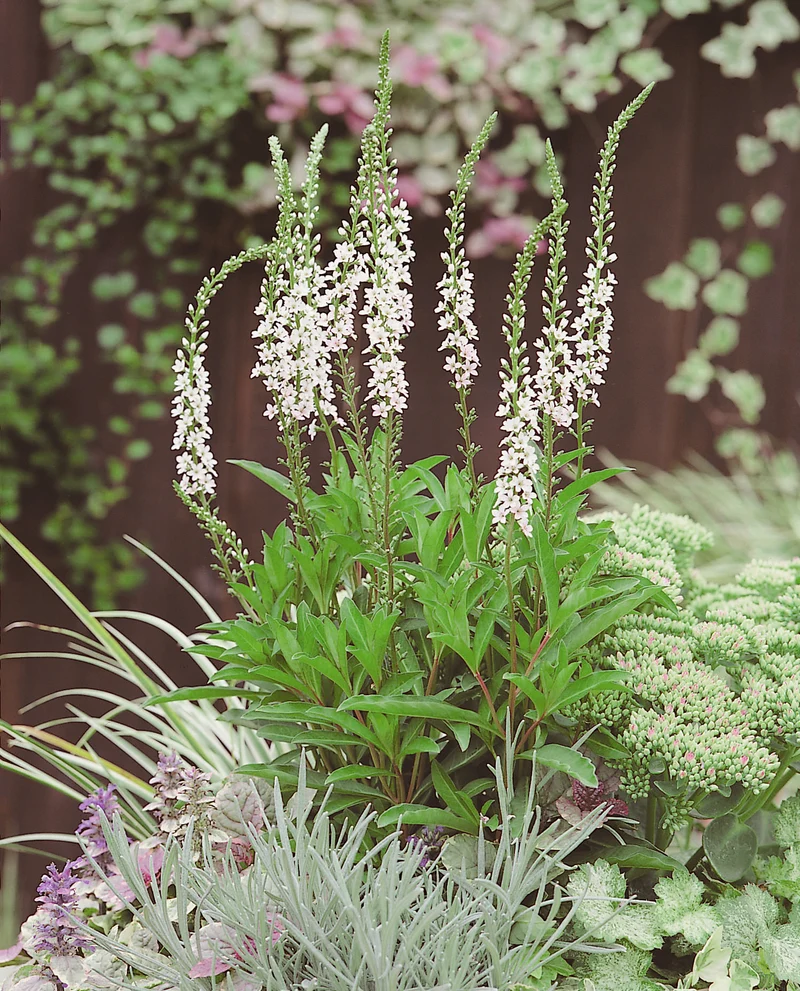 Lysimachia fortunei 'Autumn Snow', 15-pack