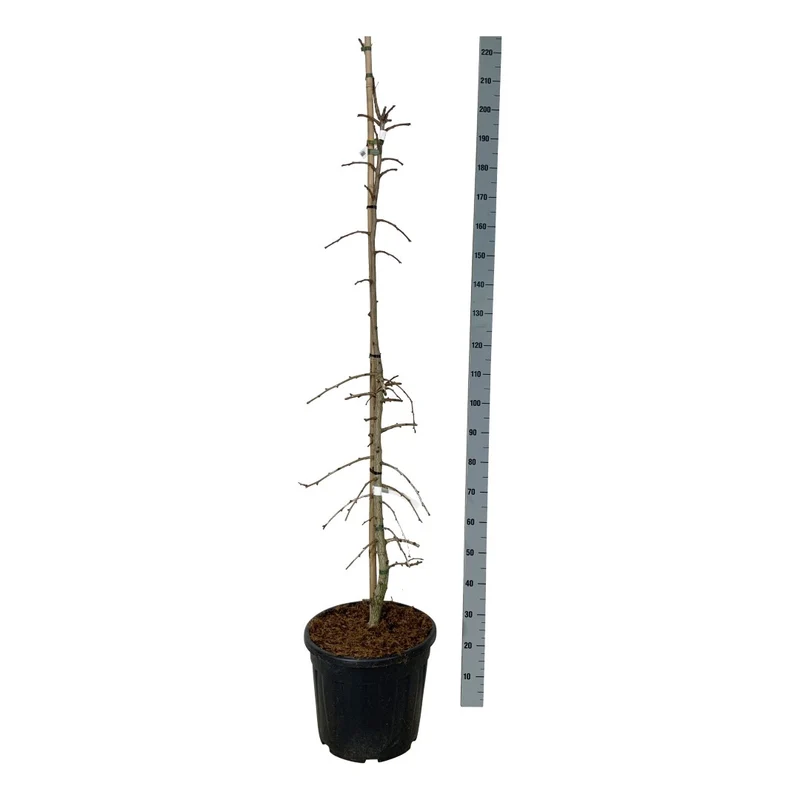 Ginkgo biloba 'China Pendula' C2,5 (2,5 liters kruka) 30-40 cm