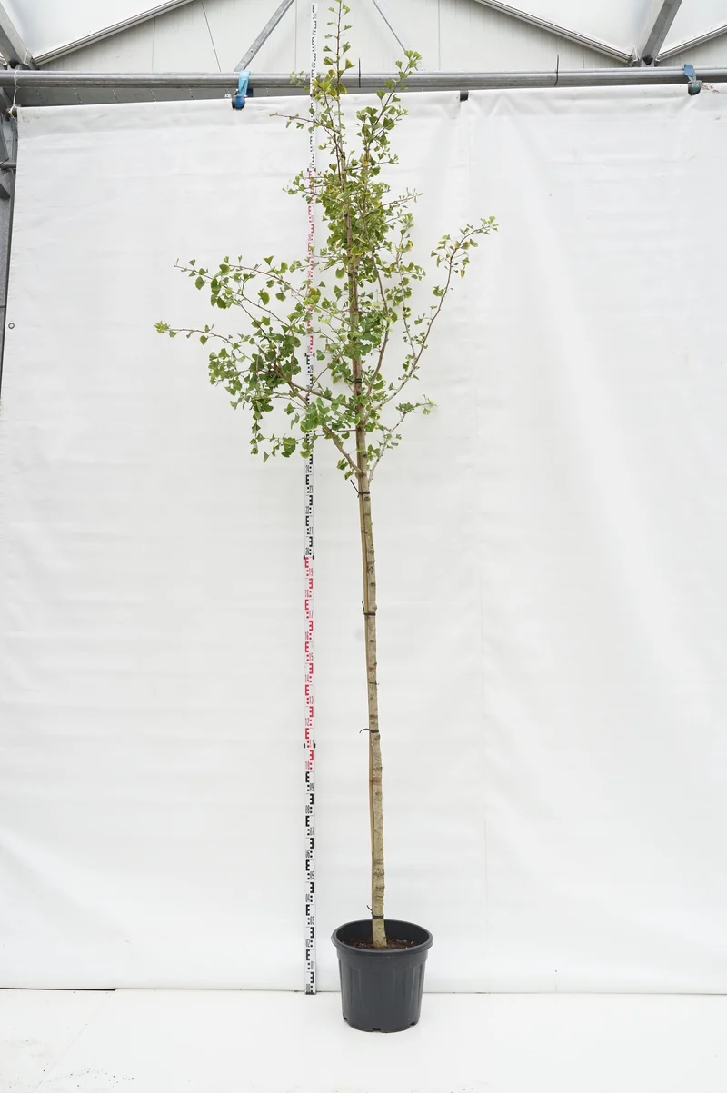 Ginkgo biloba stamomfång 10-12 cm C25 (25 liters kruka)