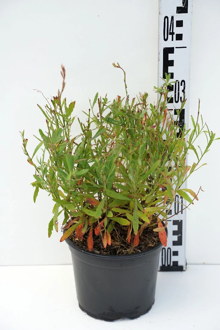 Gaura lindheimeri C2 (2 liters kruka / 17 cm kruka)