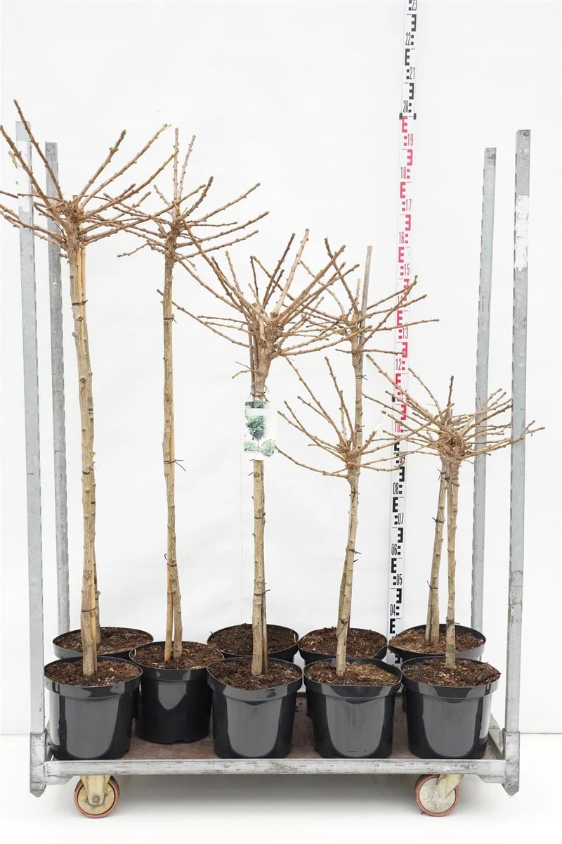 Ginkgo biloba 'Mariken' Mix uppstammad