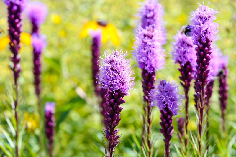 Liatris spicata 'Kobold', 6-pack