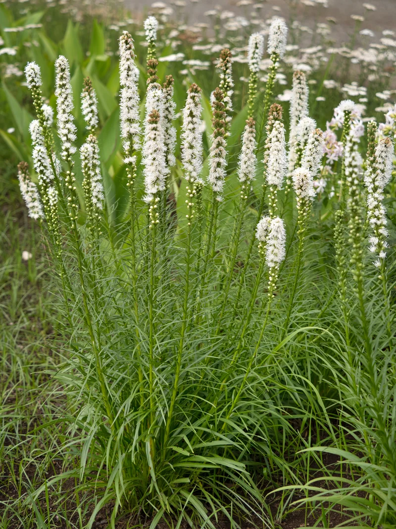 Liatris spicata 'Alba', 6-pack