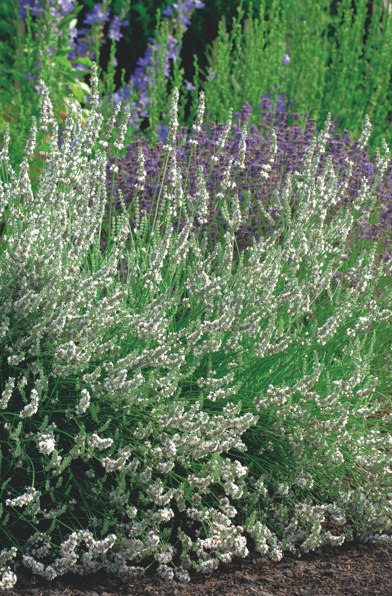 Lavandula angustifolia 'Edelweiss', 15-pack