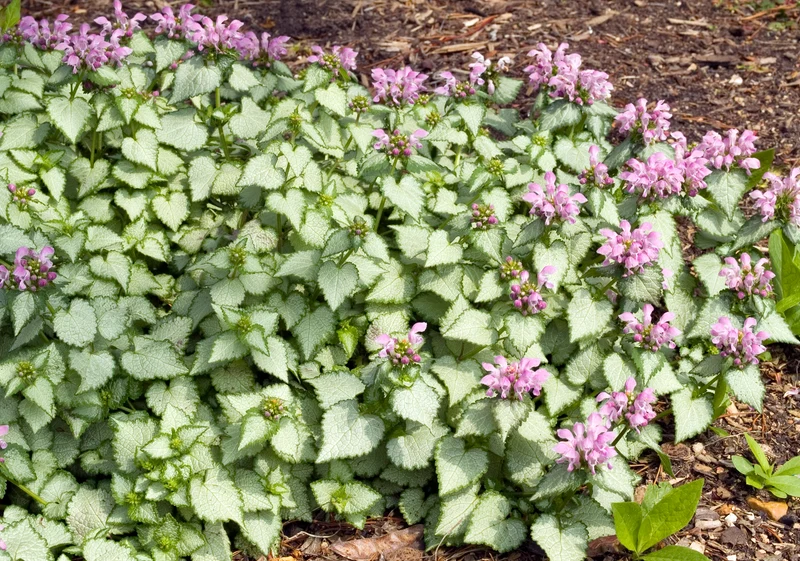 Lamium maculatum 'Beacon Silver', 15-pack
