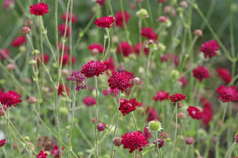Knautia macedonica 'Mars Midget', 3-pack