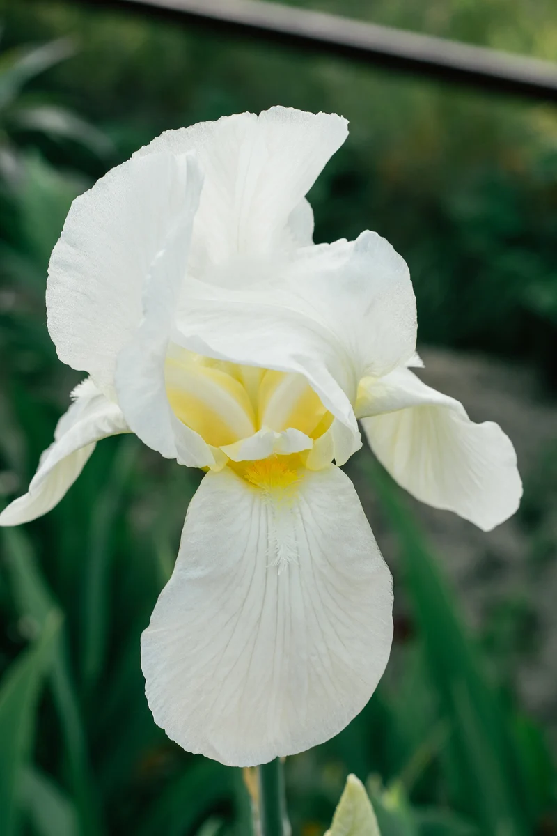 Iris sanguinea 'Snow Queen', 15-pack