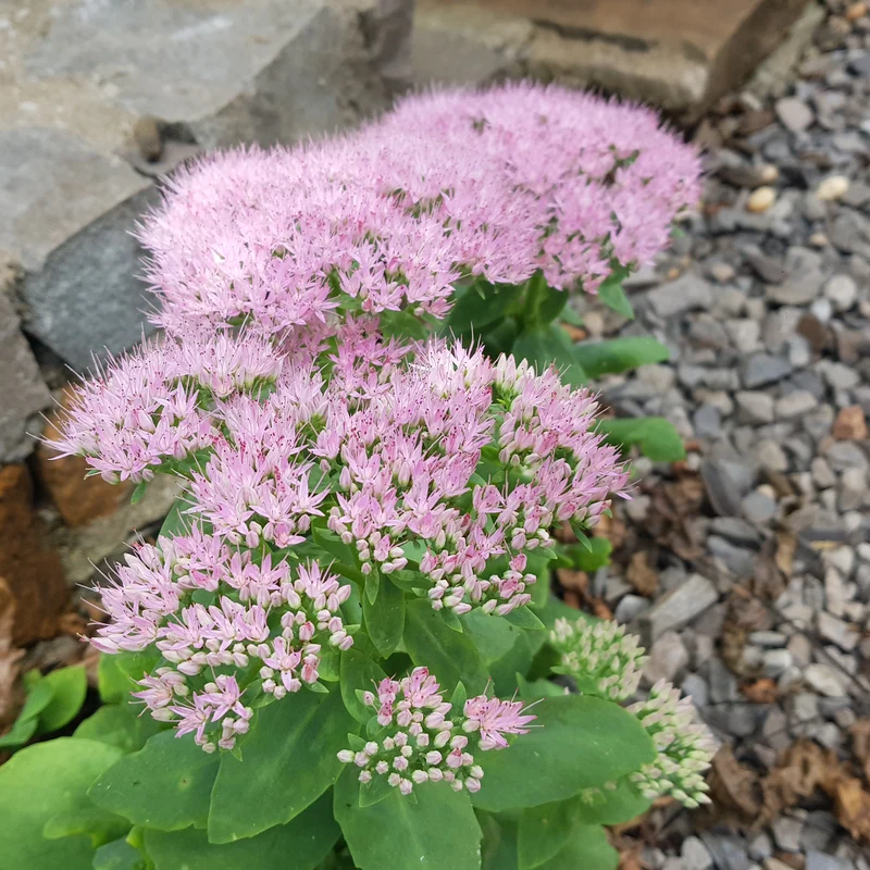 Hylotelephium spectabile 'Granlunda', 6-pack