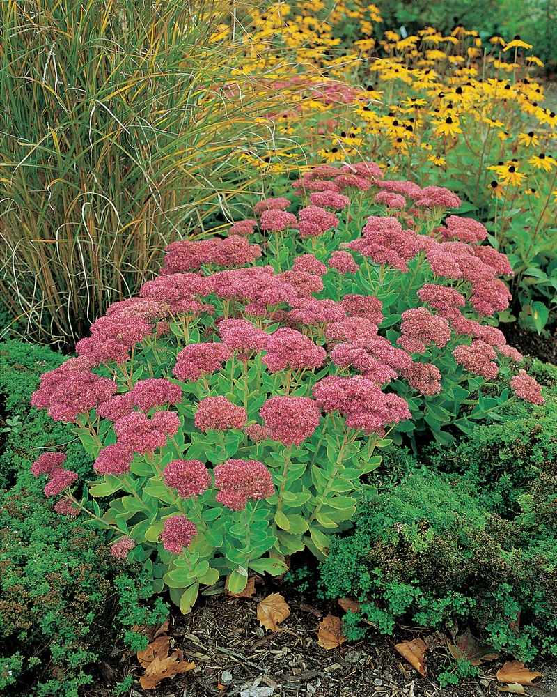 Hylotelephium 'Herbstfreude', 3-pack