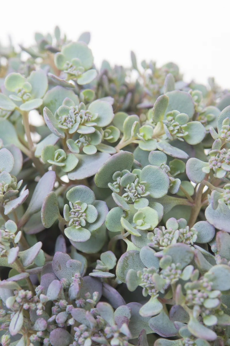 Hylotelephium cauticola 'Lidakense', 15-pack
