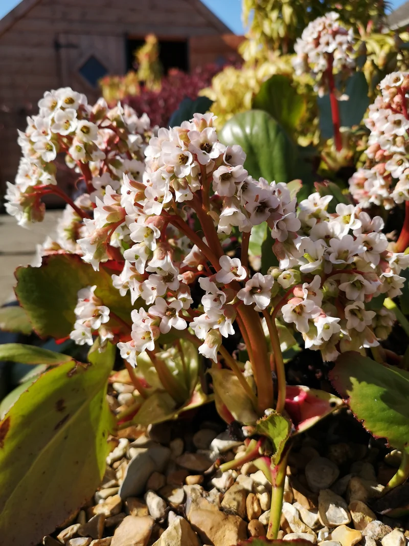 Bergenia 'Bressingham White', 6-pack