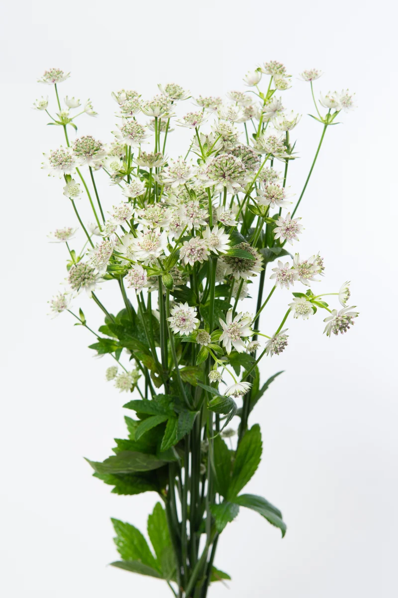 Astrantia major 'Star of Billion', 3-pack