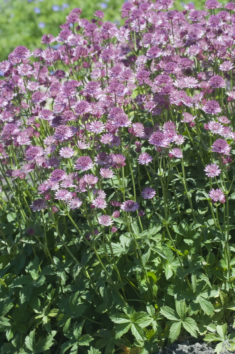 Astrantia major 'Roma', 3-pack