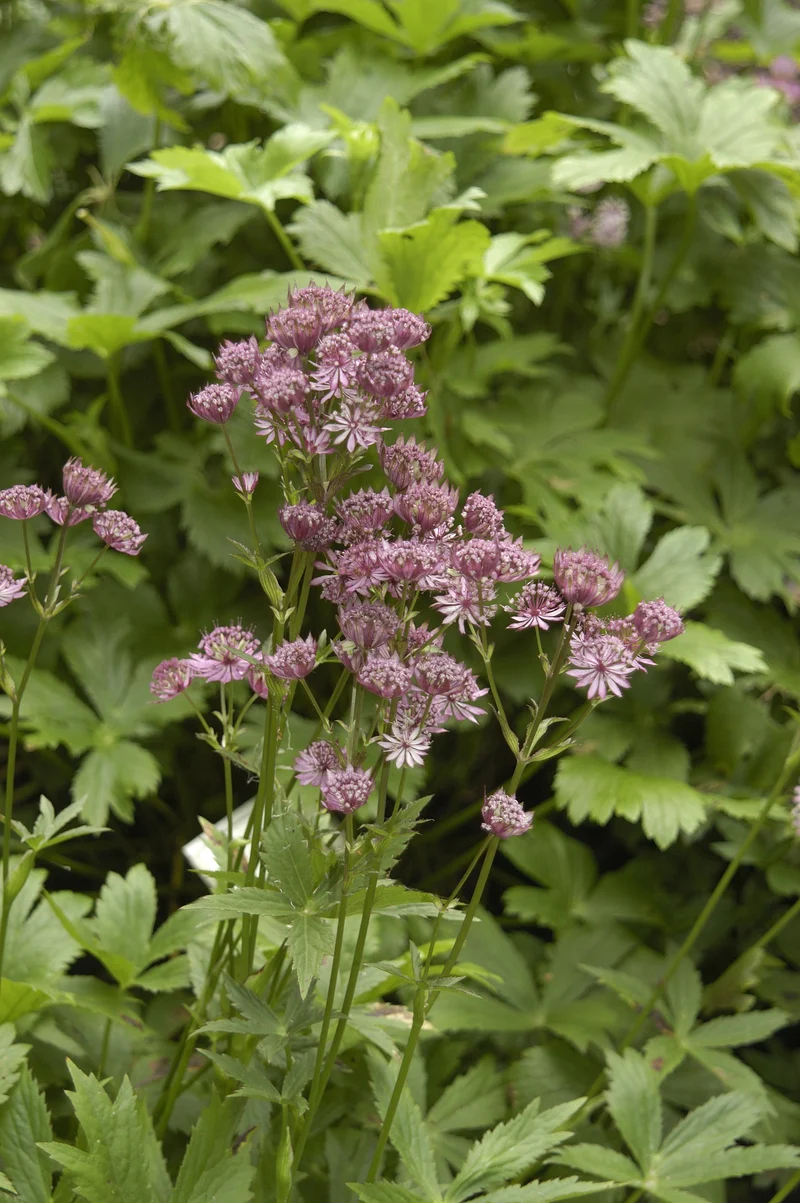 Astrantia major, 3-pack