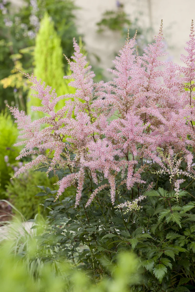 Astilbe (Simplicifolia-Gr.) 'Sprite', 6-pack