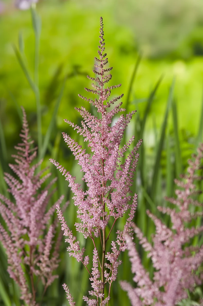 Astilbe (Arendsii-Gr.) 'Erika', 3-pack