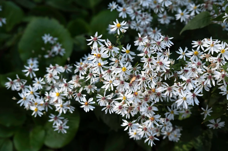 Aster divaricatus (Eurybia divaricata), 15-pack