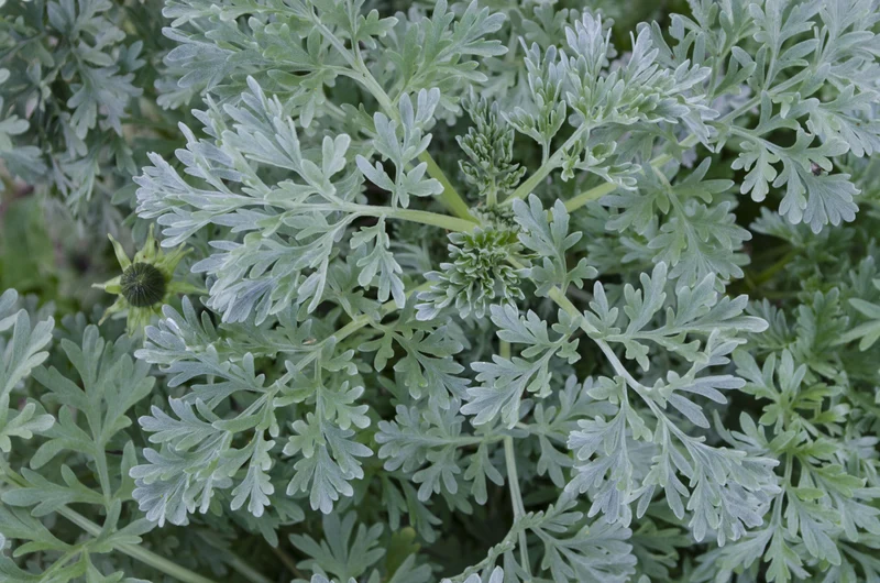 Artemisia absinthium, 6-pack