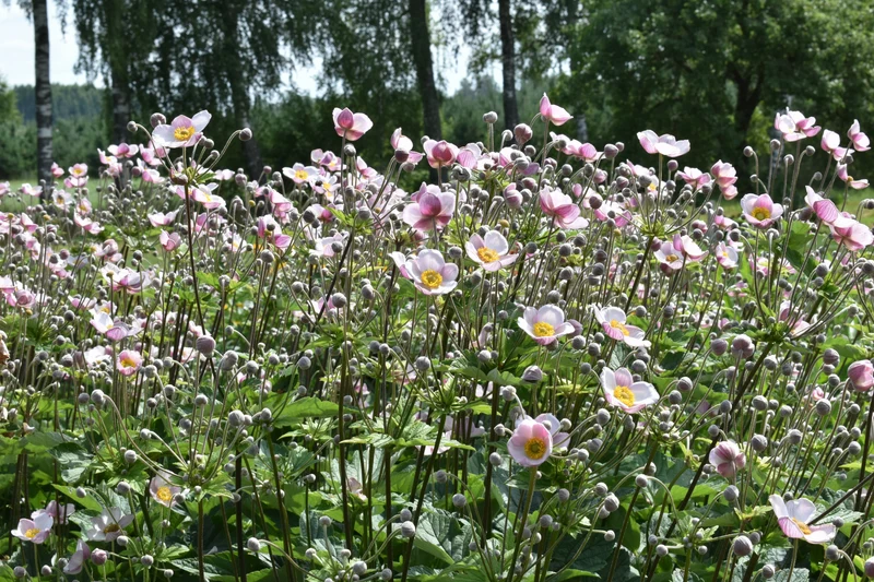 Anemone tomentosa 'Robustissima', 3-pack