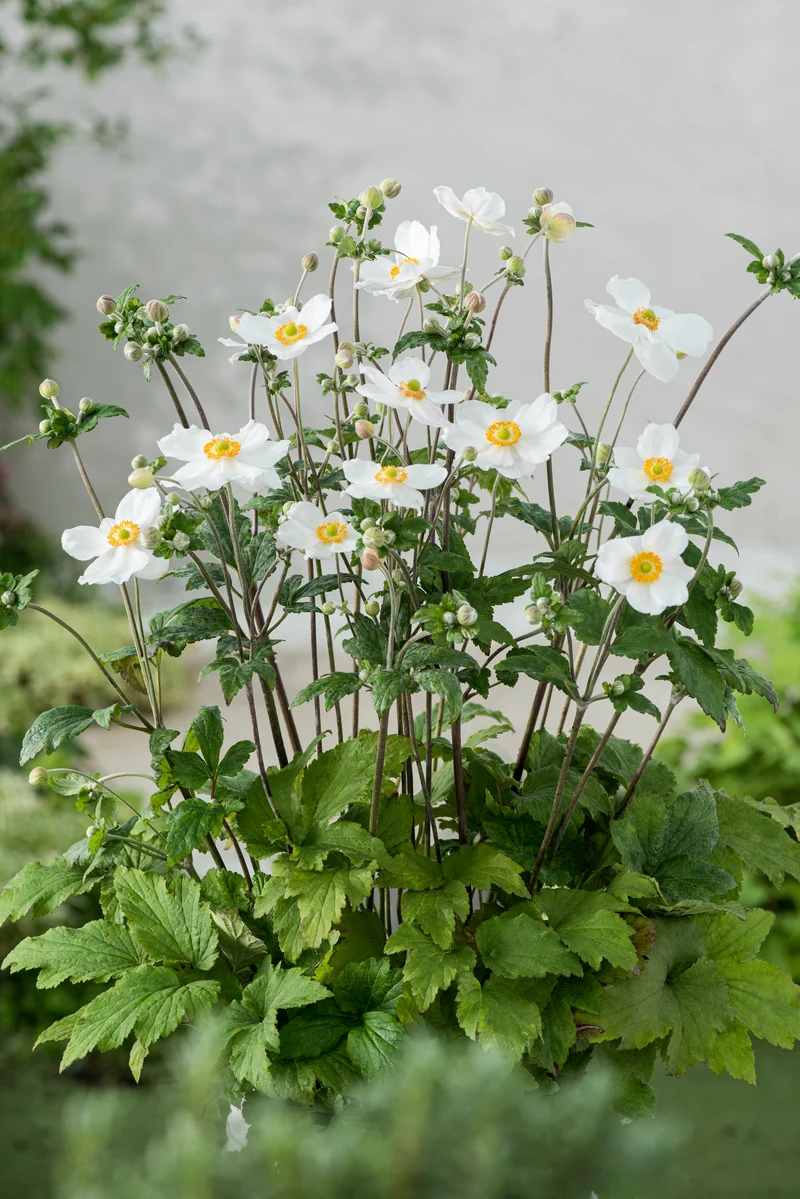Anemone hybrida 'Honorine Jobert', 6-pack