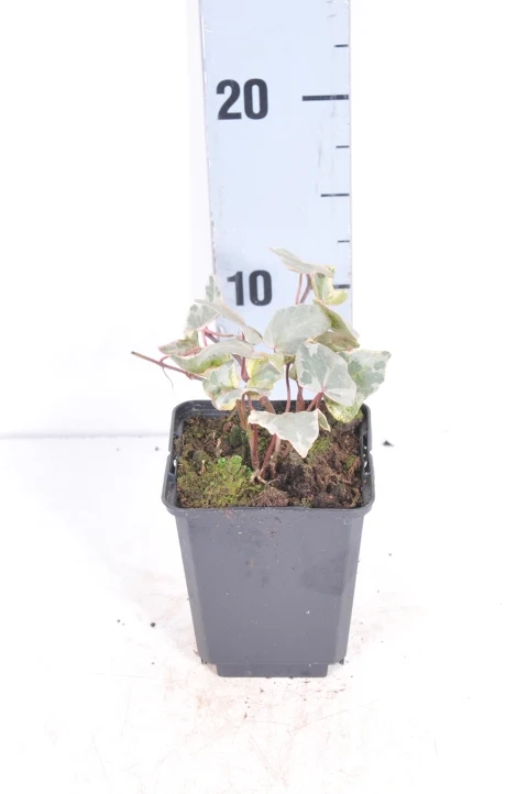 Hedera helix 'Glacier' - 9 cm kruka