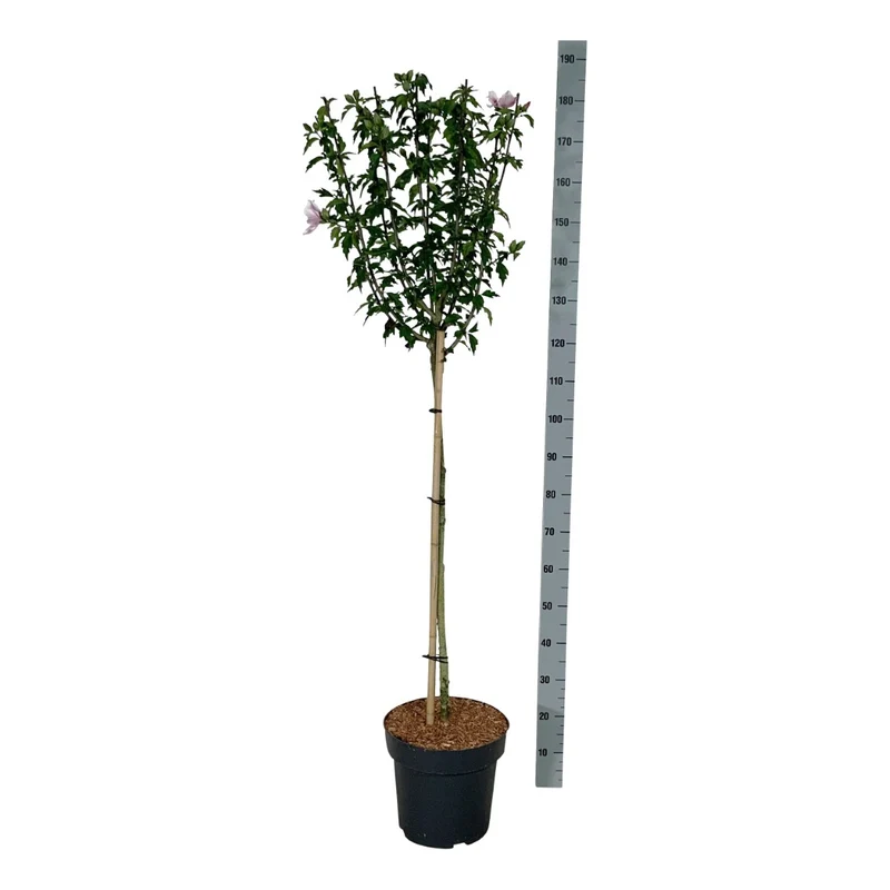 Hibiscus syriacus 'Starburst Chiffon'® C7,5 (7,5 liters kruka) 40-50 cm