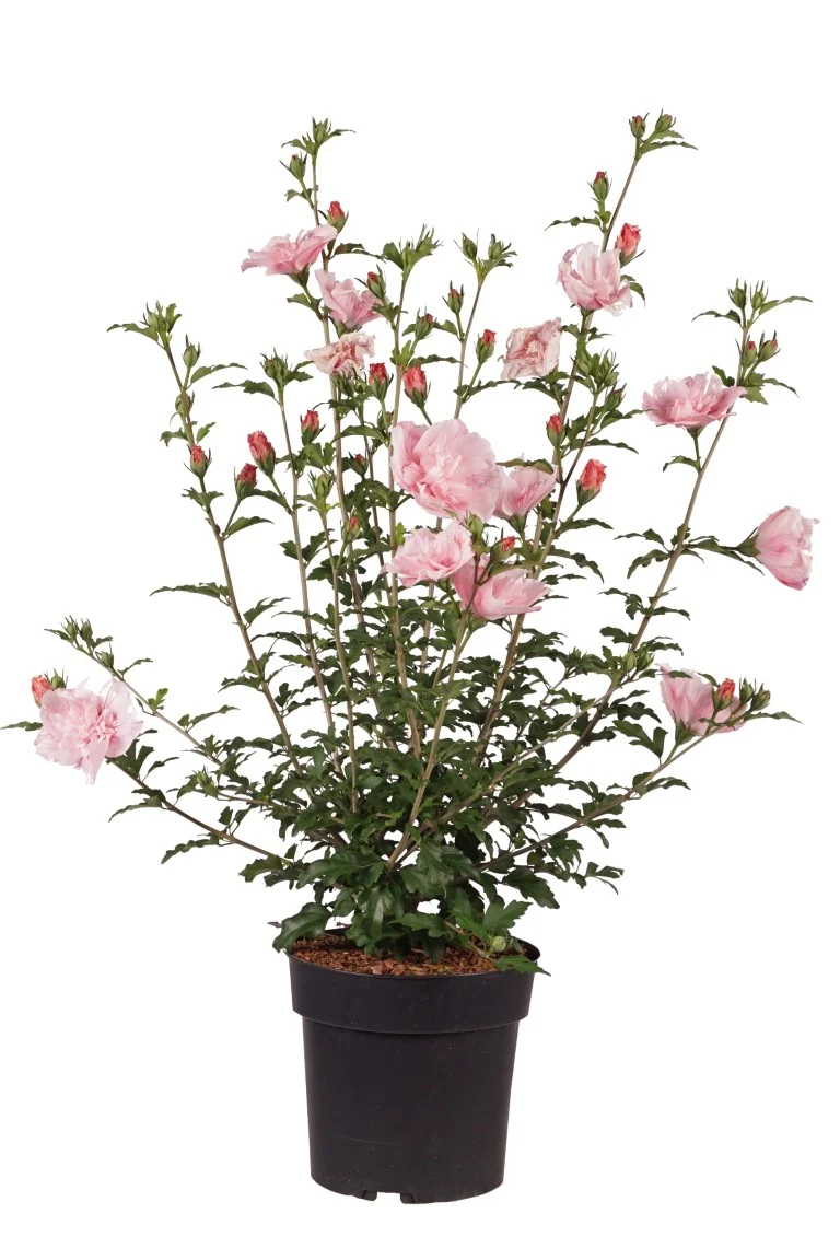 Hibiscus syriacus 'Pink Chiffon' C5 (5 liters kruka) / 23 cm kruka 30+ cm